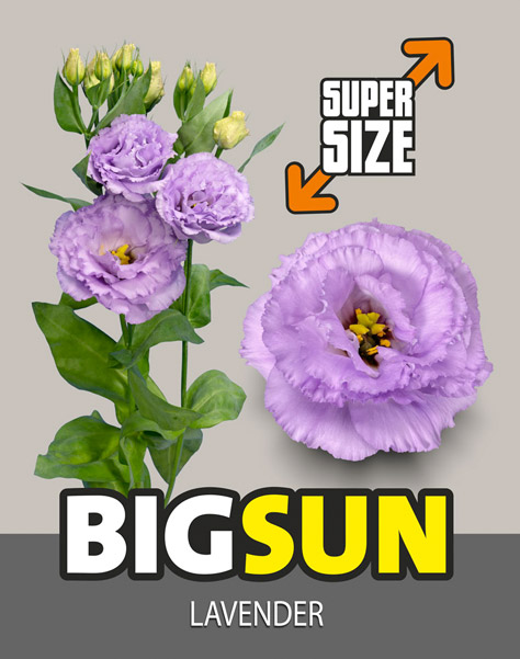 BIGSUN Lavender