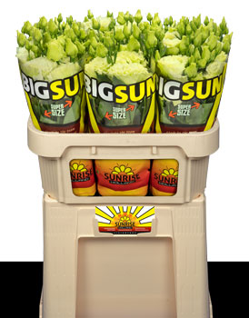 BIGSUN Green