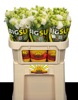 BIGSUN White