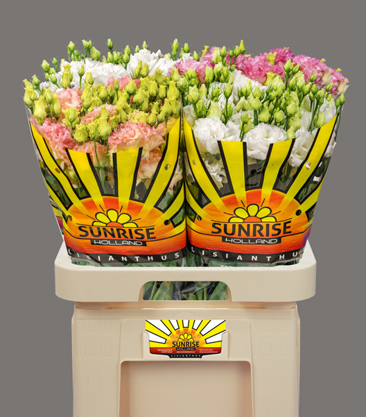 Sunrise Holland Lisianthus
