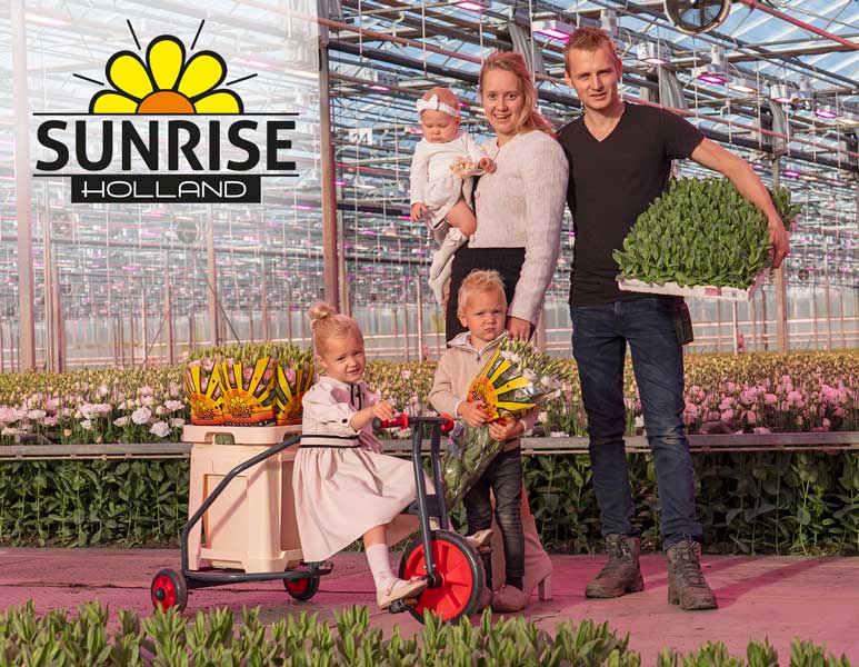 Sunrise Holland Lisianthus